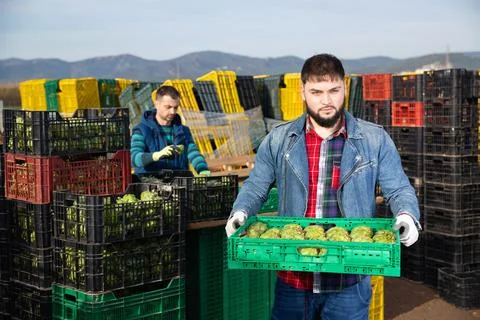 Young bearded farmer working on vegetable plantation, stacking plastic boxes Stockfoto's