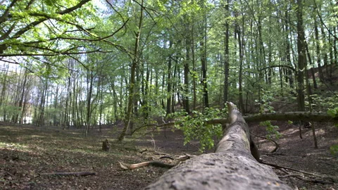 Young Bearded Man Stretching on a Fallen Tree Stock Footage 130762715