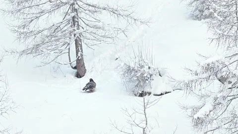 Young bearded vultures on carcass in the winter season (Gypaetus barbatus) Stock Footage 344876208