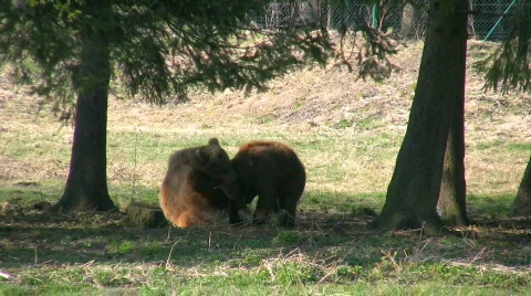 Young Bears fighting Video stock 360219