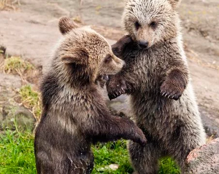 Young bears Stock Photos
