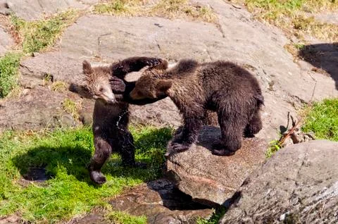 Young -bears Stock Photos