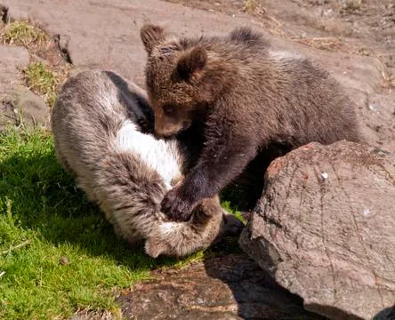 Young bears Foto stock