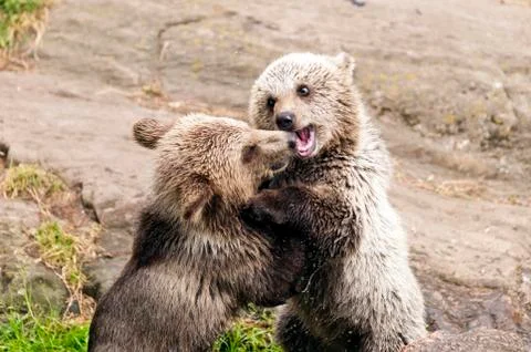 Young bears Foto stock
