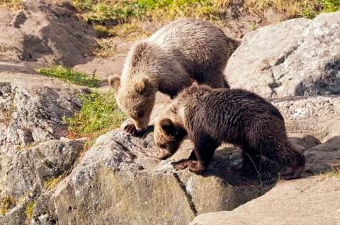 Young bears Stock Photos