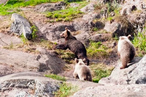 Young bears Stock Photos