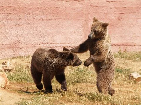 Young bears playing Stock Photos