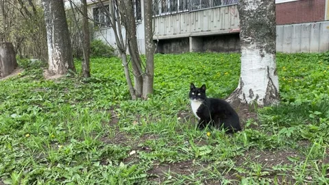 Young beautiful black cat walks near the house on the grass and runs into grass Stock Footage 130792085