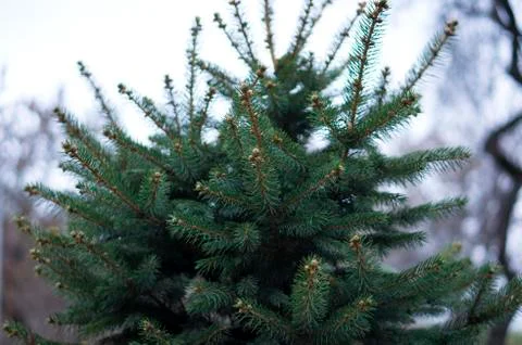 Young beautiful branches ate in spring. Bright branches of spruce. Needles. Stock Photos