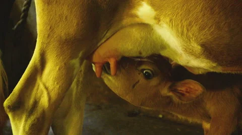 Young Beautiful Calf Trying To Suck Milk Stock Footage