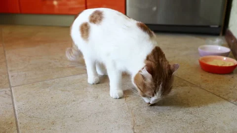 Young beautiful cat with red spots, nibbles a tasty treat from the hands of man, Stock Footage 112685283