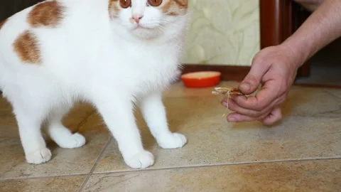Young beautiful cat with red spots, nibbles a tasty treat from the hands of man, Stock Footage 113115017