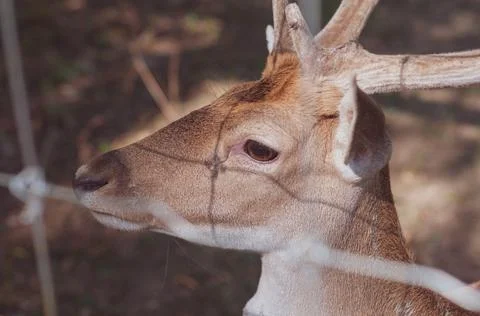 Young beautiful deer in captivity. Stock Photos