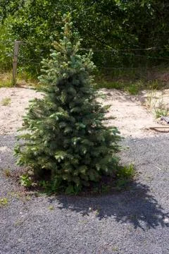 Young beautiful fluffy triangular spruce casts the triangular shadow 스톡 사진