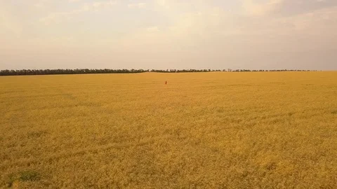 Young beautiful girl in red walking in field. Aerial view. 4K Stock Footage