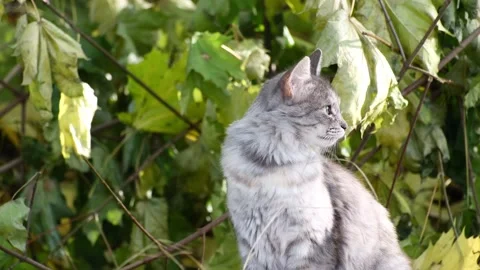 A young beautiful gray cat sits on a background of foliage Video stock 162371738