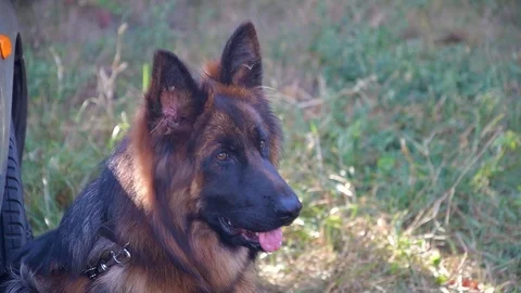 Young beautiful long-haired German Shepherd Stock Footage 115781999