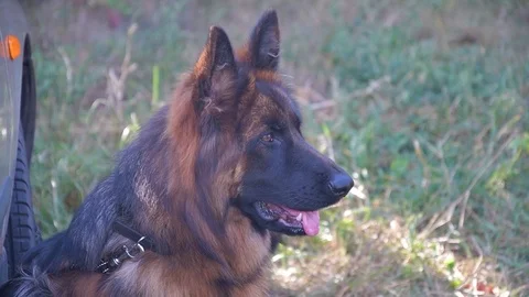 Young beautiful long-haired German Shepherd Stock Footage 115782003