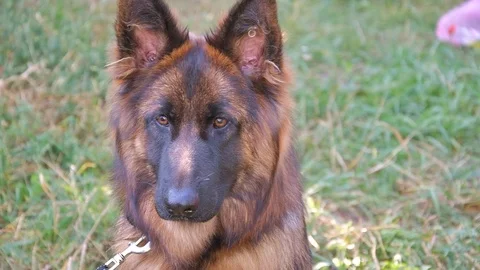Young beautiful long-haired German Shepherd Stock Footage 115782010