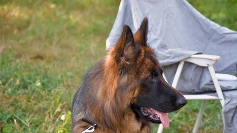 Young beautiful long-haired German Shepherd Stock Footage 115782012