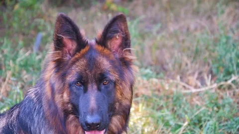 Young beautiful long-haired German Shepherd Stock Footage 115782027