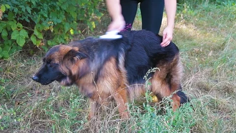 Young beautiful long-haired German Shepherd Stock Footage 115782031