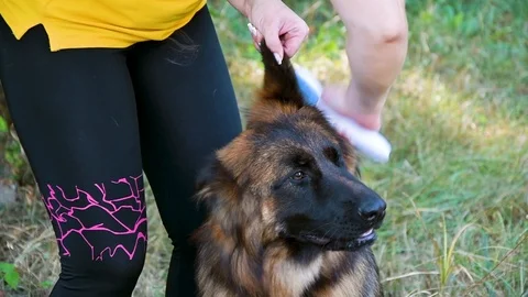 Young beautiful long-haired German Shepherd Stock Footage 115782050