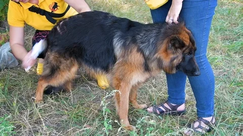 Young beautiful long-haired German Shepherd Stock Footage 115782065