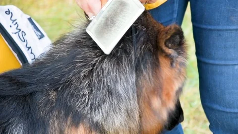 Young beautiful long-haired German Shepherd Stock Footage 115782067
