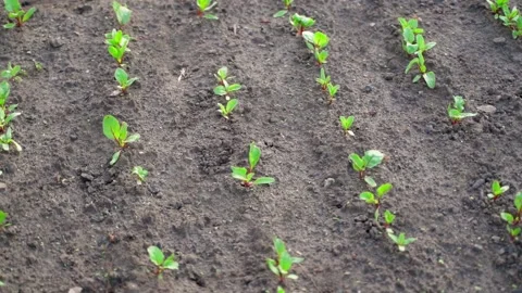 Young beautiful red beet seedlings grow in the garden in the early morning Stock Footage 201946073