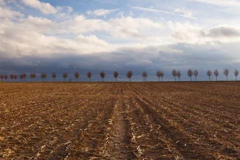 Young beautiful trees between spring fields. Stock Photos