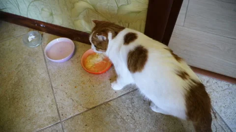 Young beautiful white cat with red spots cat eats food from a red bowl, close-up Stock Footage 113115013