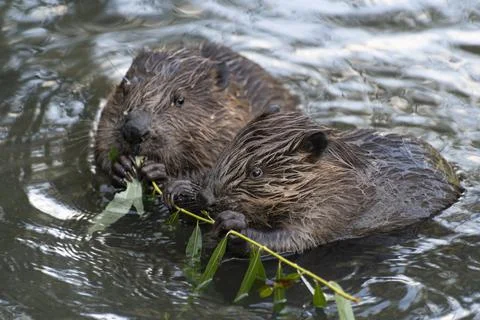 Young beavers eating Stock Photos