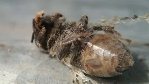 A young bee dies from an illness Stock Footage 150444664