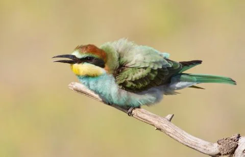 Young bee-eater fluffed feathers sitting on a branch Foto stock