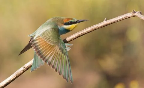 Young bee-eater stretches its wings before flying Foto stock