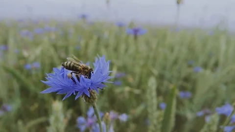 A young bee is pollinating a blue knapweed wildflower in the summer blossoming Stock Footage 102990544