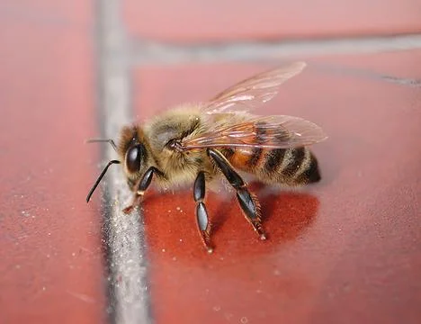 Young bee standing on a paving stone Stock Photos