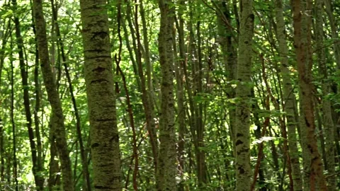 Young beech forest Stock Footage 143898970