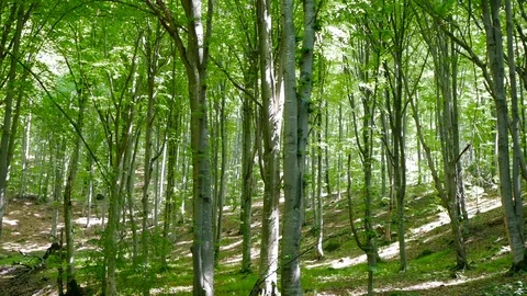 Young beech forest pan shot at springtime Stock Footage 108648362