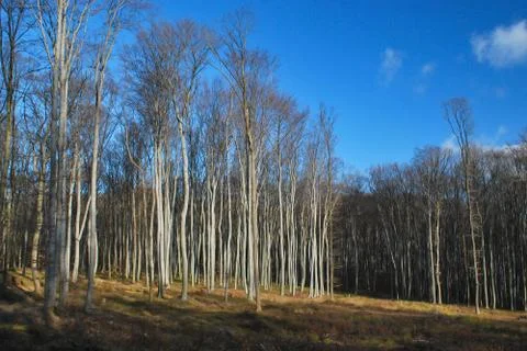 Young beech forest Stock Photos
