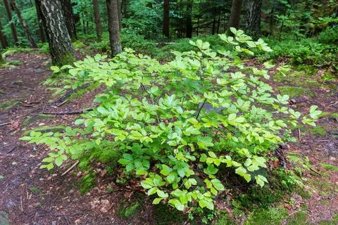 Young beech growing in mountain forest in overcast day Фото