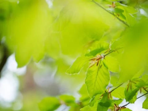 Young Beech leaf, green spring background, Stock Photos