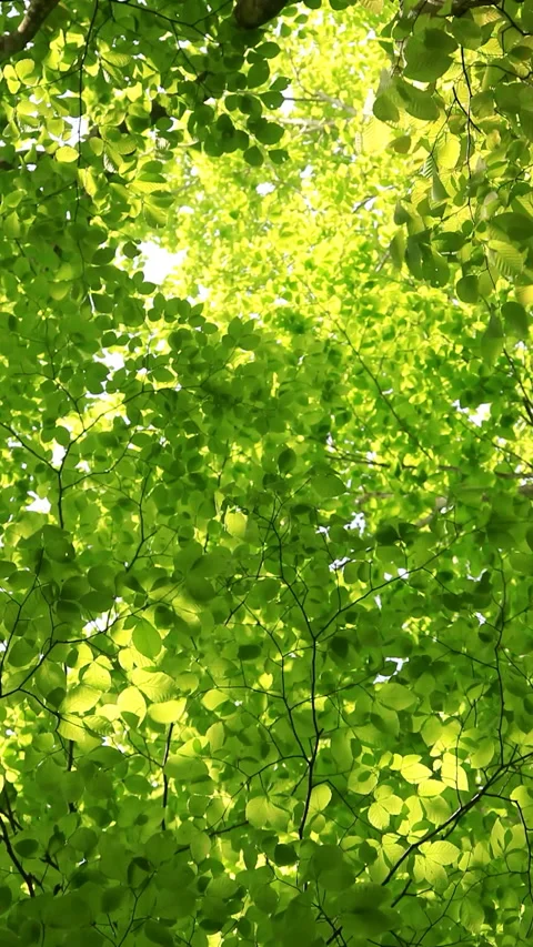 Young Beech Leaves Swaying in the Wind 스톡 동영상 330201699