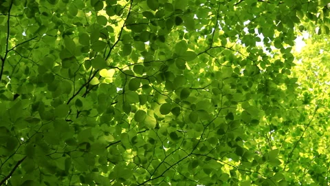 Young Beech Leaves Swaying in the Wind 스톡 동영상 330201861