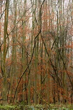 Young beech trees in winter with orange leaves in the mist and fog in a fores Stock Photos