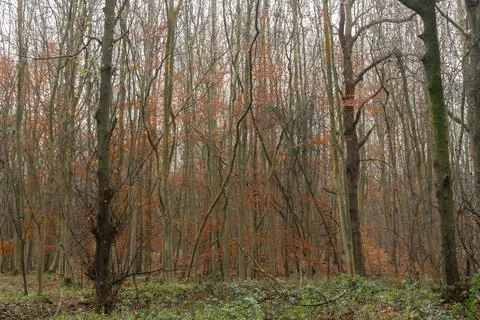 Young beech trees in winter with orange leaves in the mist and fog in a fores Stock-Fotos