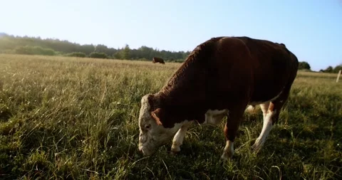 Young beef bull eats grass on a green meadow. Cattle breeding Видео 158063515