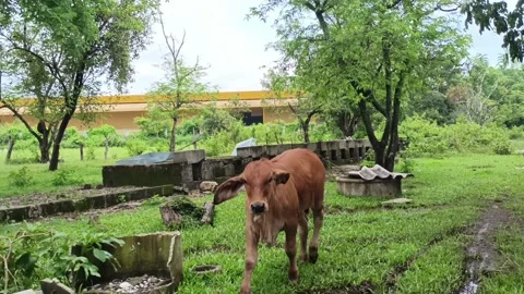 Young beef cattle  Video stock 196208160