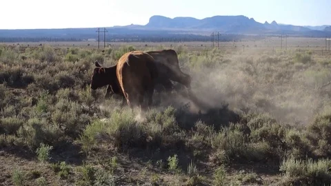 Young beef cows fighting Stock Footage 91870774